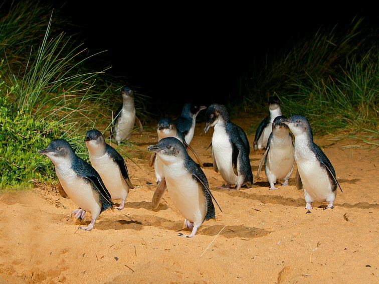 penguin-parade 1