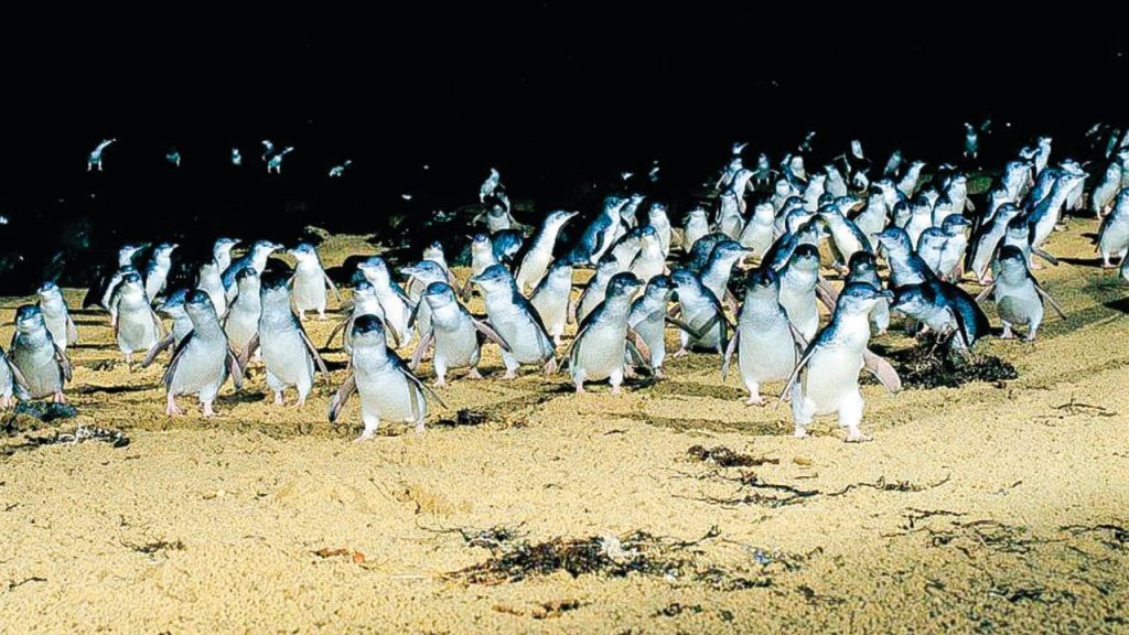 penguin-parade 5