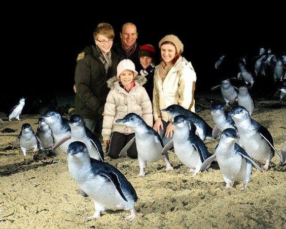 phillip-island-penguin-parade-tour-from-melbourne