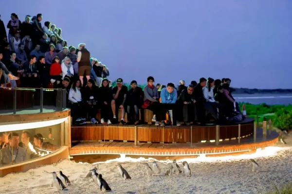 Phillip Island Tour (8)